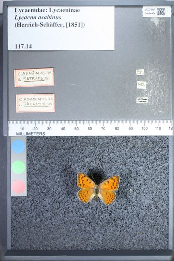 Media type: image;   Entomology 64804